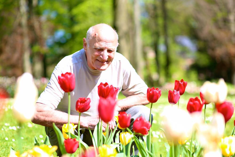 elderly man looking at garden flowers